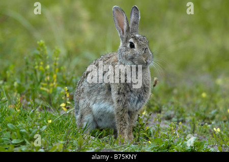 Wildkaninchen Oryctolagus Cuniculus Europäische Kaninchen Texel Holland Niederlande Niederlande Europa europe Stockfoto