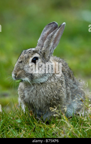 Wildkaninchen Oryctolagus Cuniculus Europäische Kaninchen Texel Holland Niederlande Niederlande Europa europe Stockfoto