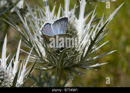 Schmetterling auf einem Blatt setzen halb geöffneten Flügel Stockfoto