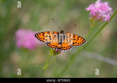 Schmetterling auf ein Blatt gesetzt, Flügel geöffnet Stockfoto