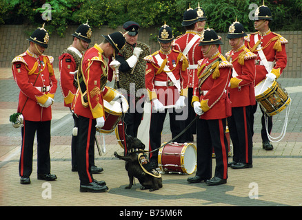 Staffordshire Bullterrier grüßte seine Kameraden in der Staffordshire Regiment band Stockfoto