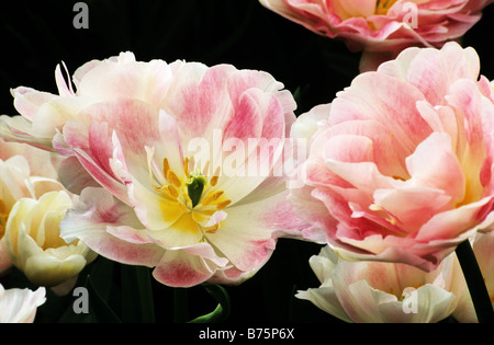 Doppelte späten Tulipa fotografierte Angelique Gärten der Keukenhof in Lisse, Niederlande. Stockfoto