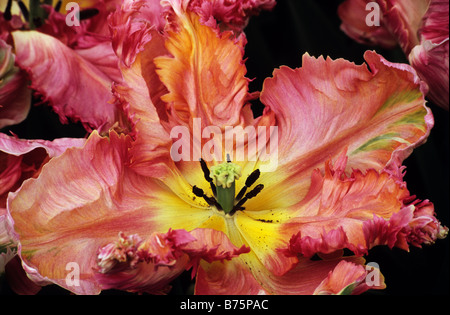 Parkiet Tulipa Parrot Tulpe Apricot Parrot fotografiert im Keukenhof Gärten in Lisse, Niederlande. Stockfoto