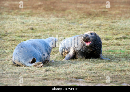 Graue Dichtungen (Halichoerus Grypus) Stockfoto
