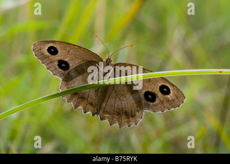 Schmetterling auf ein Blatt gesetzt, Flügel geöffnet Stockfoto