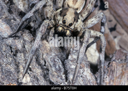 Nahaufnahme einer Wolfspinne, Bahrain, arabischen Golf Stockfoto