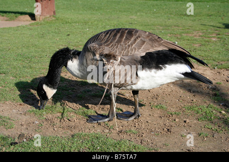 Kanada-Gans überleben trotz eines gebrochenen Flügels Stockfoto