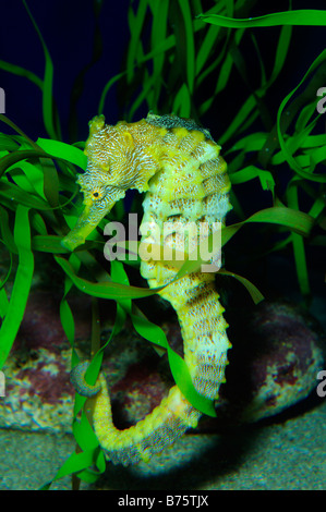 Pazifische Seepferdchen Hippocampus Ingens gefangen Stockfoto