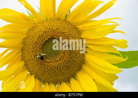 Makro Nahaufnahme von zwei gemeinsamen östlichen Hummeln (Bombus Impatiens) auf leuchtend gelbe Sonnenblumen (Helianthus Giganteus) Stockfoto