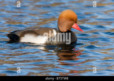 Rot-crested Tafelenten Netta Rufina Männchen in der Zucht Gefieder Schwimmen im Wasser mit Wellen und goldenen Herbst Reflexionen Stockfoto