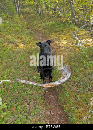 große schwarze Hund will zum Abrufen von eines dicken langen Stock im Wald Stockfoto