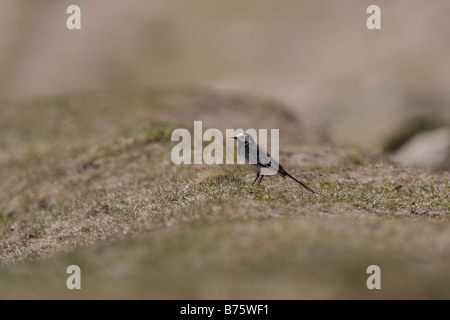 Bachstelze Stockfoto