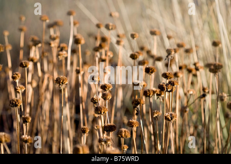 Monarda Gardenview - Samenkorn-Köpfe in einem Wintergarten Stockfoto