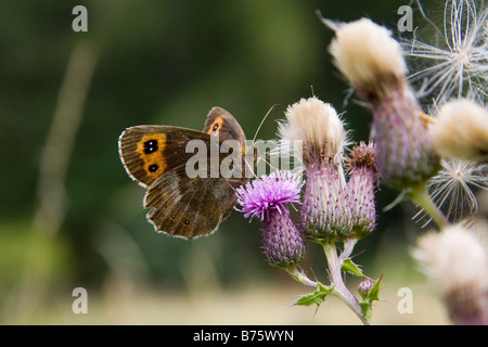 Schmetterling auf einem Blatt setzen halb geöffneten Flügel Stockfoto