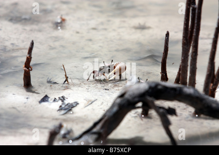 Fiedlerkrabbe laufen durch den Schlamm in Florida Keys Stockfoto