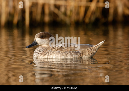 Marmoriert/Petrol Marmaronetta Angustirostris auf Wasser stammt aus Spanien Stockfoto