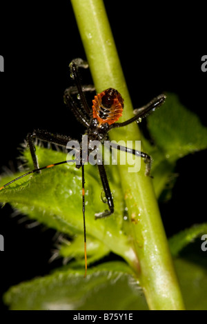 Rad-Bug (Arilus Cristatus) Nymphe auf Grünpflanze Stockfoto