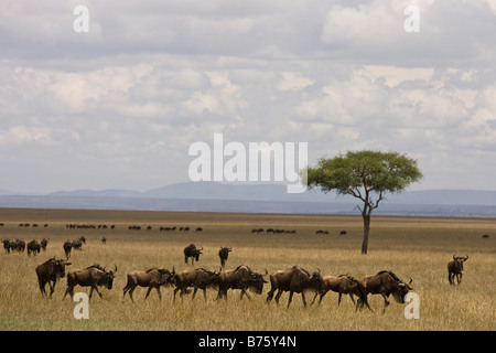 Weißen bärtigen Wildebeast (Connochaetes Taurinus Mearnsi) westlichen Rennen Stockfoto