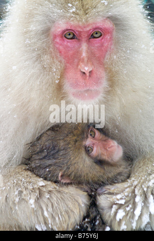 Mutter und Baby Schnee Affen (japanischen Makaken), Jigokudani, Japan Stockfoto