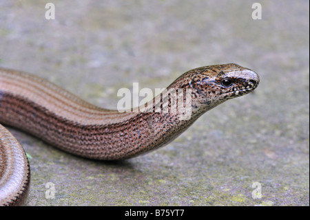 Blindschleiche - geschiedenen Fragilis - sonnen sich auf einem Felsen. Nahaufnahme des Kopfes. Stockfoto