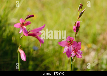 Gladiolen Wildblumen Spanien Stockfoto