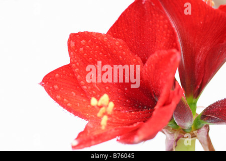 Blume mit Tropfen Hippeastrum hybr Stockfoto