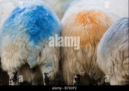 Sheeps Böden im Winter mit Farbe Mak auf Sendung, die sie mit einem Widder Cumbria gedeckt haben Stockfoto