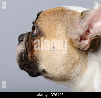 französische Bulldogge 1 Jahr vor einem grauen Hintergrund Stockfoto