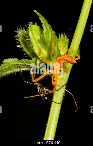 Rad-Bug (Arilus Cristatus) Nymphe auf Grünpflanze Stockfoto
