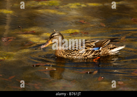 Weibliche STOCKENTE Anas Platyrhynchos, schwimmen auf dem Teich Stockfoto