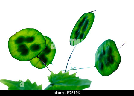 Ehrlichkeit Lunaria Annua Blüte Samen Hülsen Hintergrundbeleuchtung und isoliert auf weiss Stockfoto
