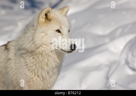 Nahaufnahme von einem Polarwolf Stockfoto