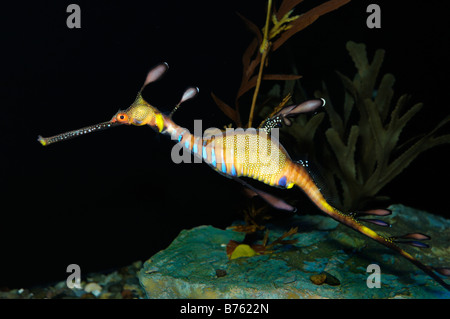 Weedy Sea Dragon Phyllopteryx Taeniolatus gefangen Stockfoto