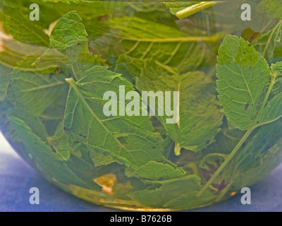 Glaskanne mit Pfefferminz Tee frische grüne Blätter Minze Schwimmen Im Heißwasser Stockfoto