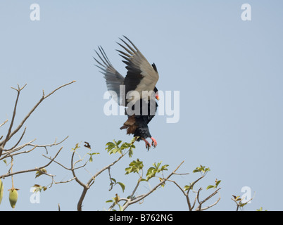 Bateleur Adler landen Terathopius Ecaudatus WILD Stockfoto