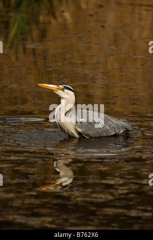 Graureiher Ardea cineria Stockfoto