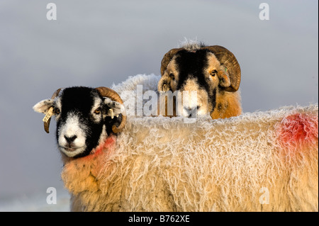 Swaledale Ewe und Ram bei tupping Zeit im späten Herbst Cumbria Stockfoto