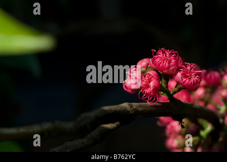 Die Blume der Syzygium Samarangense oder Eugenia Javanica ist eine Spezies in der Myrtaceae, einheimische Früchte von Indonesien Stockfoto