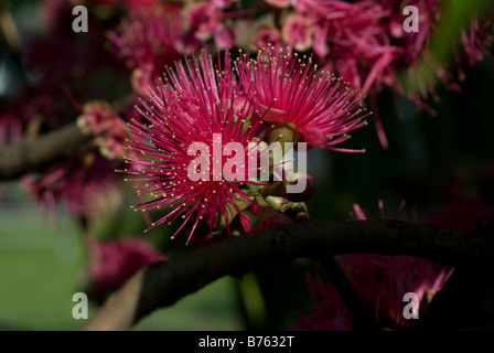 Die Blume der Syzygium Samarangense oder Eugenia Javanica ist eine Spezies in der Myrtaceae, einheimische Früchte von Indonesien Stockfoto