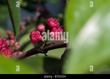 Die Blume der Syzygium Samarangense oder Eugenia Javanica ist eine Spezies in der Myrtaceae, einheimische Früchte von Indonesien Stockfoto