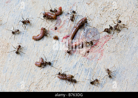 Ameisen, die einen Wurm in kleine Stücke zu schneiden Stockfoto