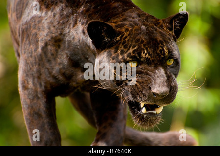 Panther oder schwarzer Jaguar Panthera onca Stockfoto