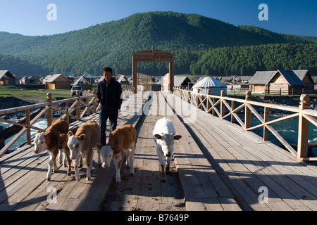 Ein junger Hirte Kälber zu Weiden in Hemu in Kanas Nationalpark in Xinjiang in China führt. Stockfoto