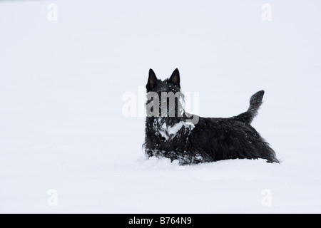 Scottish Terrier im Schnee Stockfoto