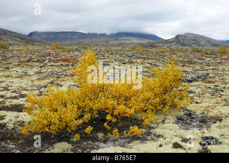 herbstliche Landschaft Wolken Rondane Np Norwegen Oppland Nord Europa herbstlichen Nationalpark Stockfoto