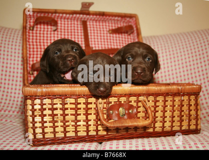 Chocolate Labrador Welpen in einem Weidenkorb Picknick Stockfoto