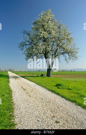 Pfad-Birnbaum Frühling schwäbische Alb Baden Württemberg Deutschland Ackerland Pyrus Birne Poire peral Pyrus sp Stockfoto