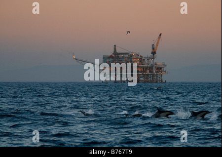 Eine Schule von Delfinen springen aus dem Wasser im Schatten von einer Öl-Derrick im Catalina Kanal aus Long Beach, Kalifornien, USA Stockfoto