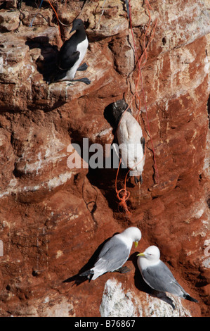 Dreizehenmoewen Rissa Tridactyla schwarz-legged Kittiwake Trottellummen Uria Aalge gemeinsame Guillemot Helgoland Schleswig Holstein D Stockfoto