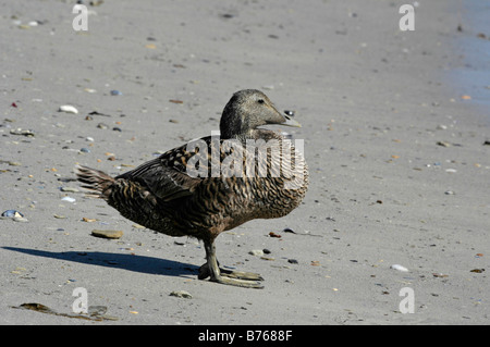 gemeinsamen Eiderente Somateria Mollissima Helgoland Meer Ente Schleswig-Holstein Deutschland Enten Gruppe Strand Stockfoto